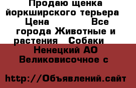 Продаю щенка йоркширского терьера  › Цена ­ 20 000 - Все города Животные и растения » Собаки   . Ненецкий АО,Великовисочное с.